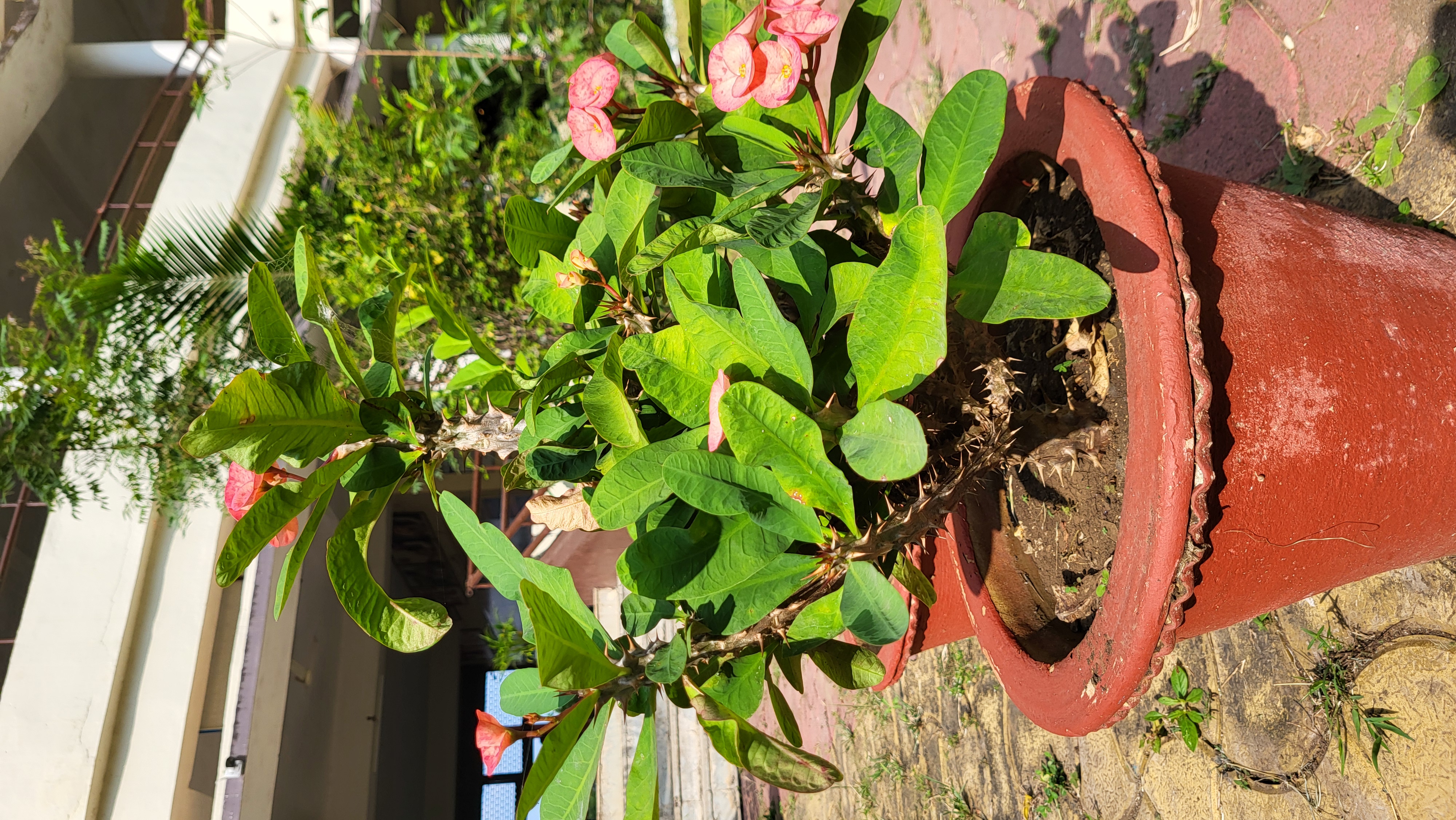 Euphorbia tithymaloides
